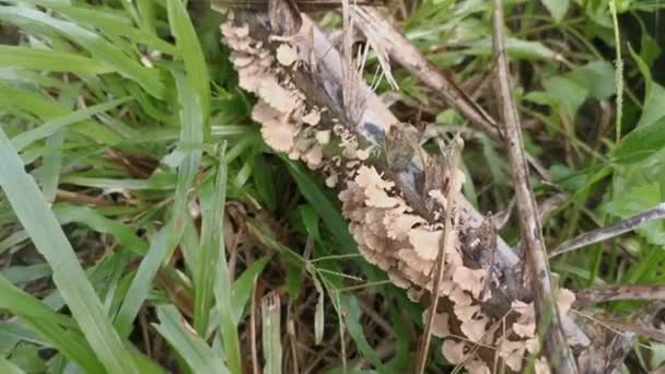 Champignon Blanc Commun Forme Ventilateur Branchial — Video