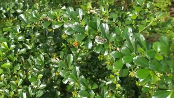 Selvagem Bushy Barberry Planta Crescendo Selvagem — Vídeo de Stock