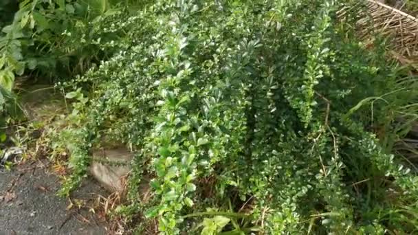 Planta Agracejo Silvestre Arbustiva Que Crece Naturaleza — Vídeo de stock