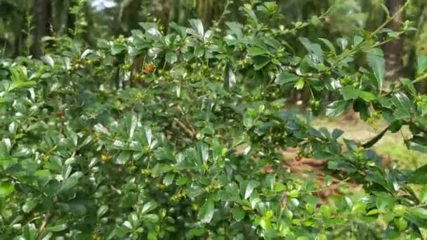 Selvagem Bushy Barberry Planta Crescendo Selvagem — Vídeo de Stock