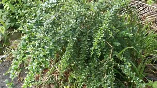 Planta Agracejo Silvestre Arbustiva Que Crece Naturaleza — Vídeo de stock