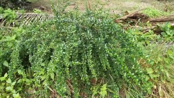 Selvagem Bushy Barberry Planta Crescendo Selvagem — Vídeo de Stock