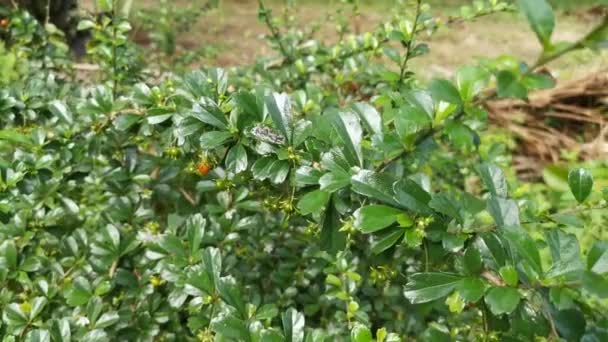 Selvagem Bushy Barberry Planta Crescendo Selvagem — Vídeo de Stock