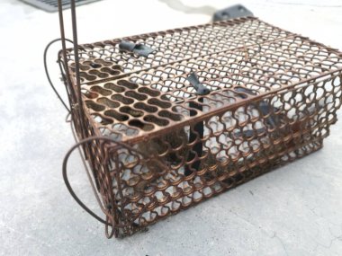 Sincap metal kafes kapanına yakalandı..