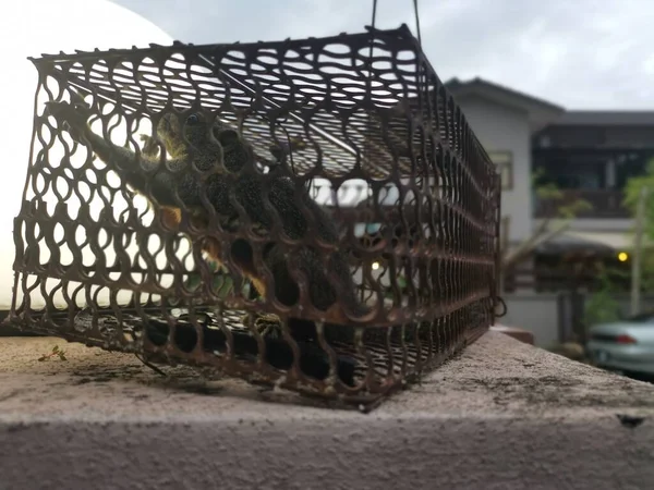 Σκίουρος Πιάστηκε Στην Παγίδα Μεταλλικό Κλουβί — Φωτογραφία Αρχείου