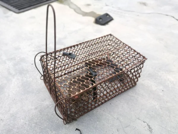 Sincap Metal Kafes Kapanına Yakalandı — Stok fotoğraf