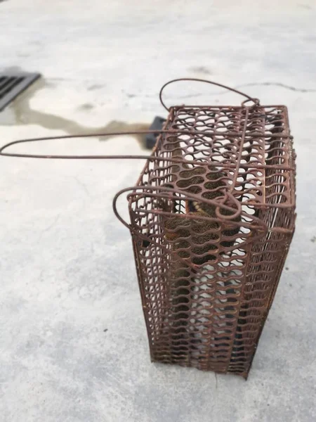 Squirrel Caught Metal Cage Trap — Stock Photo, Image