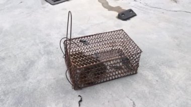 Sincap metal kafes kapanına yakalandı..