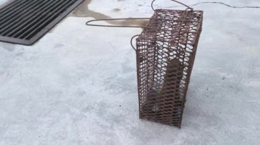 Sincap metal kafes kapanına yakalandı..