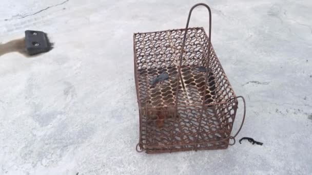 Squirrel Caught Metal Cage Trap — Stock Video