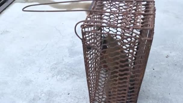 Squirrel Caught Metal Cage Trap — Stock Video