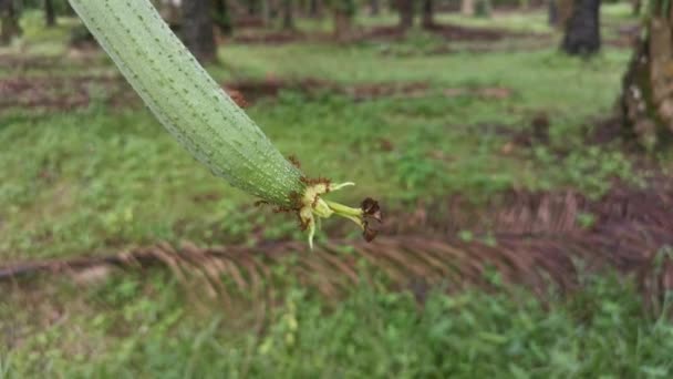 Las Hormigas Tejedoras Fruta Calabaza Esponja — Vídeos de Stock
