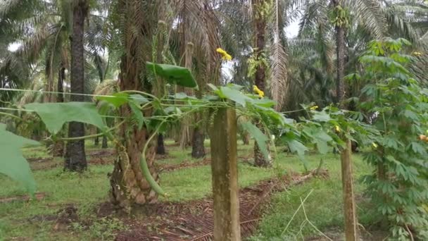 Garten Der Gelben Luffa Pflanze — Stockvideo