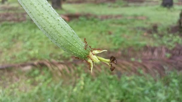 Las Hormigas Tejedoras Fruta Calabaza Esponja — Vídeos de Stock