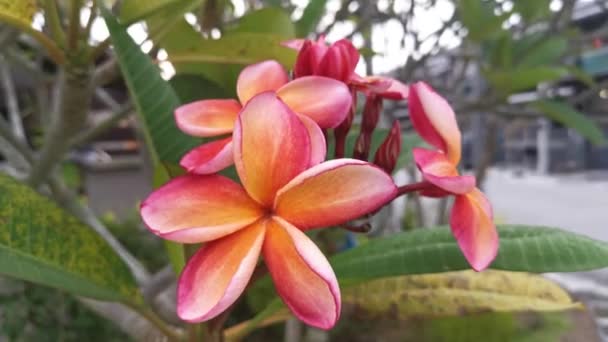 Plumeria Rubra Bladverliezende Bloemplant — Stockvideo