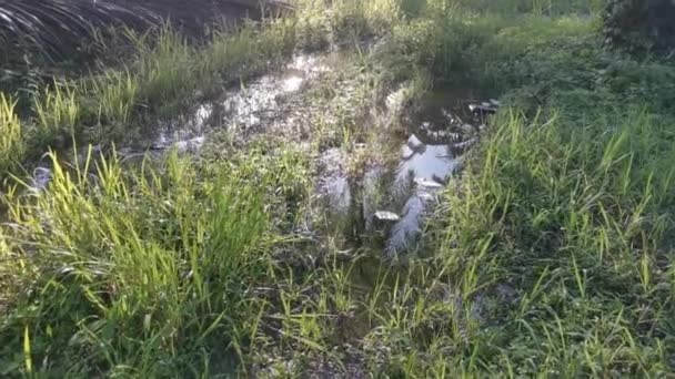 Caminhonete Desconhecido Viajando Rápido Campo Rural — Vídeo de Stock