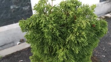 Yeşil juniperus chinensis ağacı terk eder