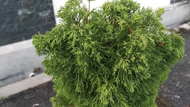 Yeşil Juniperus Chinensis Ağacı Terk Eder — Stok video