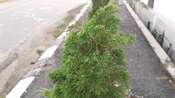 Yeşil Juniperus Chinensis Ağacı Terk Eder — Stok video