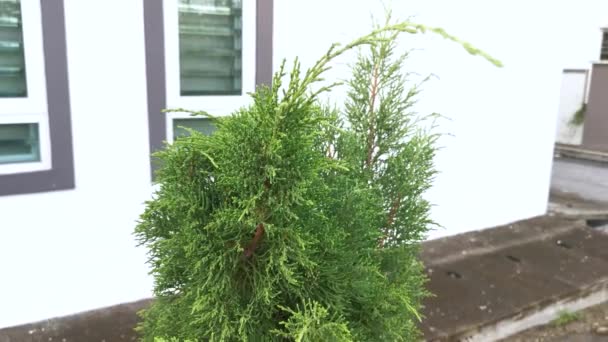 Juniperus Chinensis Verde Deja Árbol — Vídeos de Stock