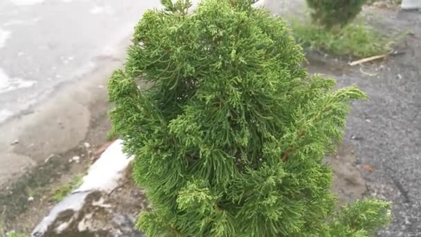 Juniperus Chinensis Verde Deja Árbol — Vídeos de Stock