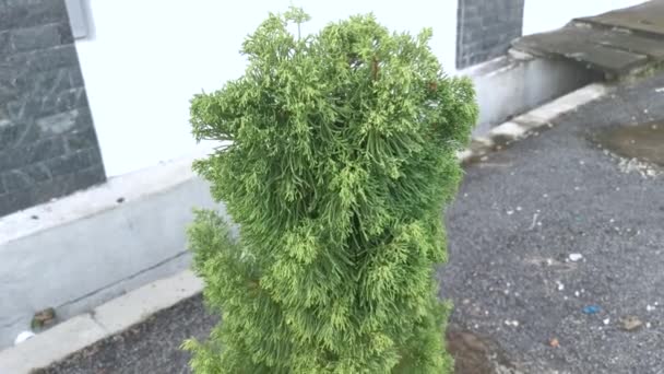 Der Grüne Wacholder Chinensis Blättert Baum — Stockvideo