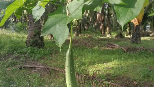 Jardín Planta Vegetal Esponja Calabaza — Vídeos de Stock