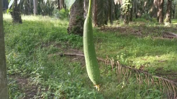 Jardim Planta Vegetal Cabaça Esponja — Vídeo de Stock