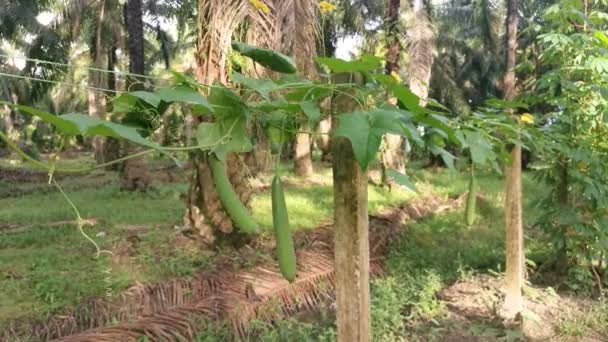 Jardim Planta Vegetal Cabaça Esponja — Vídeo de Stock