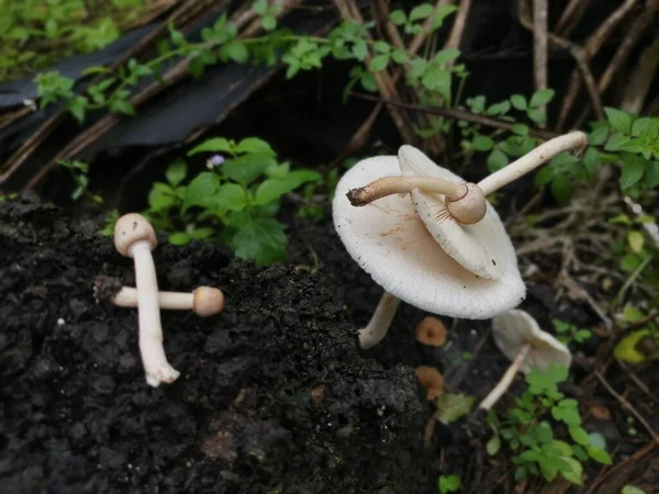 야생흰 버섯들 — 스톡 사진