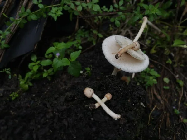 白蚁丘陵上的野生白色蘑菇 — 图库照片