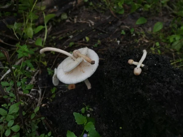 Wild White Mushrooms Termite Moundhill — Stock Photo, Image