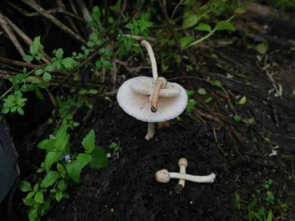 Champignons Blancs Sauvages Sur Termite Moundhill — Photo