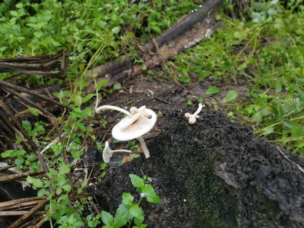 Wilde Witte Paddenstoelen Termietenheuvel — Stockfoto