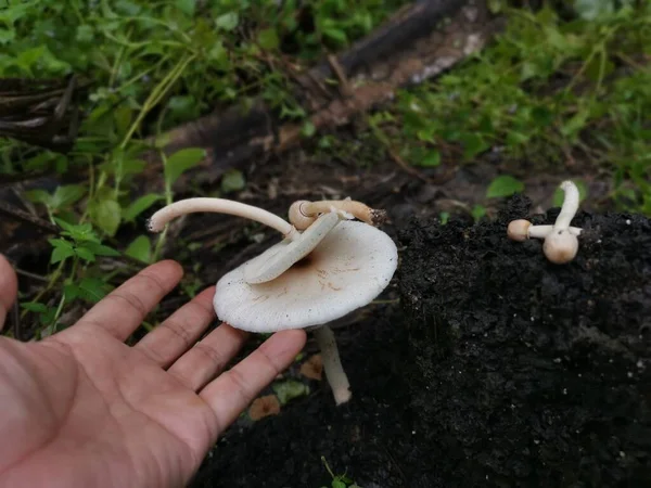 Funghi Bianchi Selvatici Sulla Collina Termale — Foto Stock