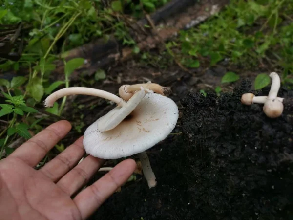 Wilde Weiße Pilze Auf Termitenhügel — Stockfoto