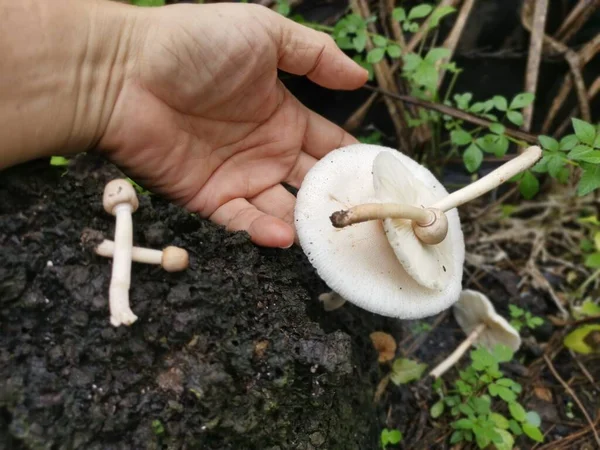 シロアリの丘の上の野生の白いキノコ — ストック写真