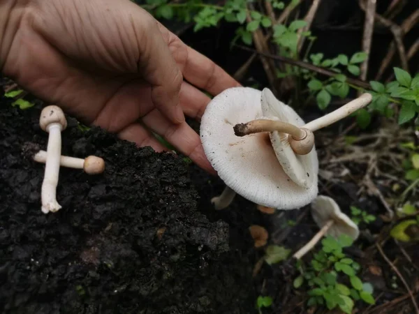 Wilde Weiße Pilze Auf Termitenhügel — Stockfoto