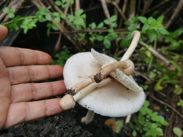 야생흰 버섯들 — 스톡 사진