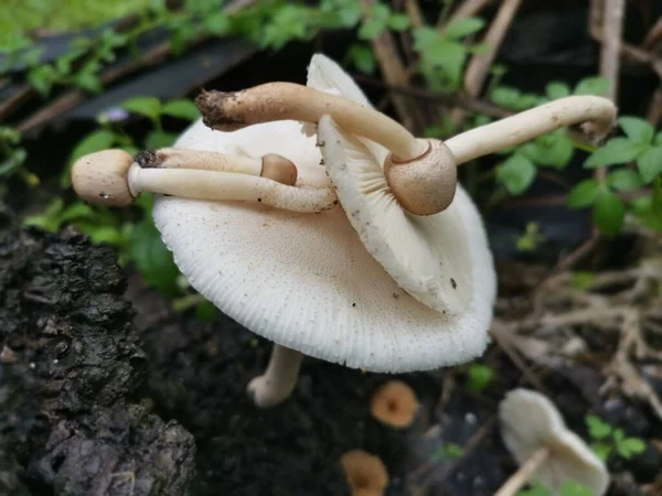 Wilde Weiße Pilze Auf Termitenhügel — Stockfoto