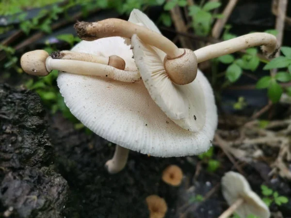 Wilde Weiße Pilze Auf Termitenhügel — Stockfoto