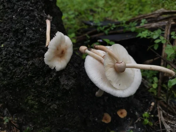 白蚁丘陵上的野生白色蘑菇 — 图库照片