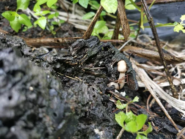 Champignons Blancs Sauvages Sur Termite Moundhill — Photo