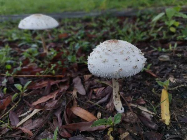 Clorophyllum Brunneum Hongos Que Brotan Del Suelo —  Fotos de Stock