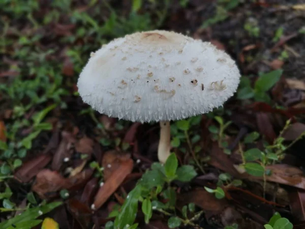 Chlorophyllum Brunneum Fungi Sprouting Ground — Stock Photo, Image