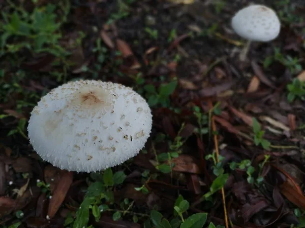 Chlorophyllum Brunneum Pilze Sprießen Aus Dem Boden — Stockfoto