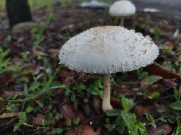 Chlorophyllum Brunneum Gomba Csírázik Földből — Stock Fotó