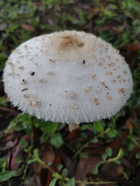 Clorophyllum Brunneum Hongos Que Brotan Del Suelo —  Fotos de Stock