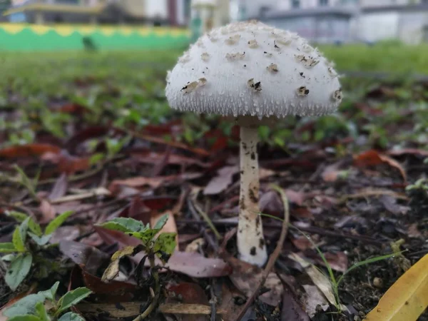 地面から発芽したクロロフィルブルネウム真菌 — ストック写真