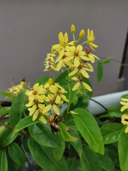 Pétalos Amarillos Tristellateia Australasiae Flor Planta —  Fotos de Stock